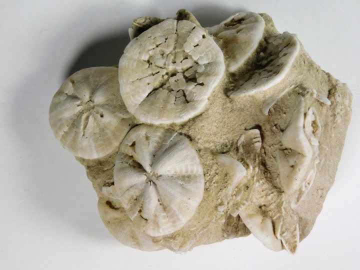 Astrodapsis antiselli (Conrad, 1856)