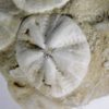 Astrodapsis antiselli (Conrad, 1856) - Image 4