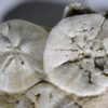 Astrodapsis antiselli (Conrad, 1856) - Image 5