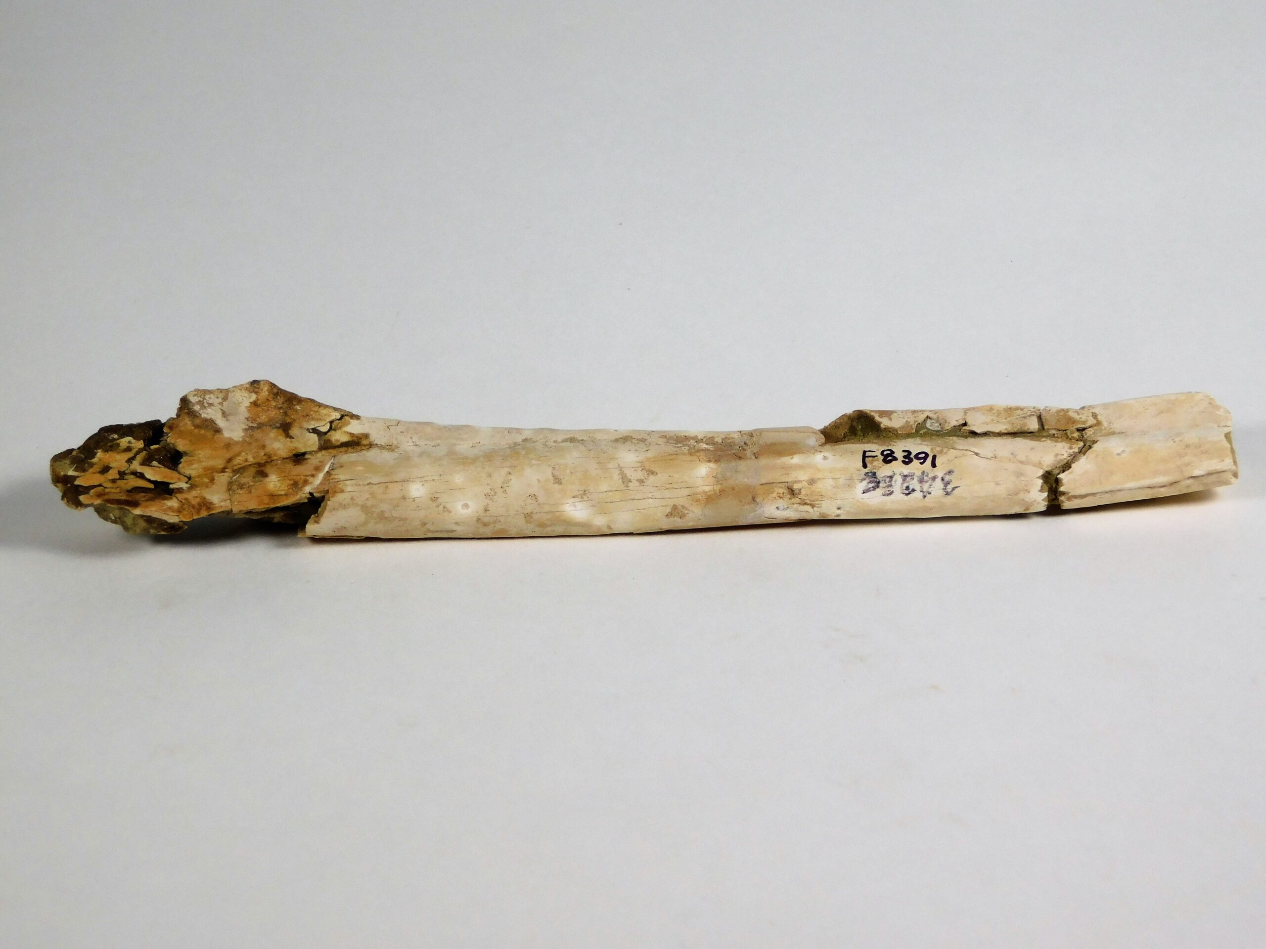 Miocene Shark Tooth Hill Bird Femur
