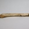 Miocene Shark Tooth Hill Bird Femur - Image 5