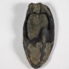Nipa burtini (Brogniart) - Image 4