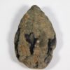 Nipa burtini (Brogniart) - Image 3