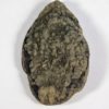 Nipa burtini (Brogniart) - Image 4