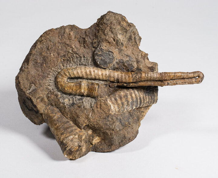 Polyptychoceras sp.