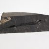 Sphenothallus sp. - Image 3