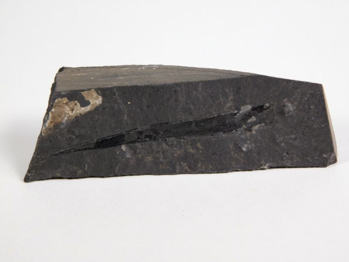 Sphenothallus sp.