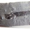 Sphenothallus sp. - Image 5
