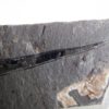 Sphenothallus sp. - Image 2