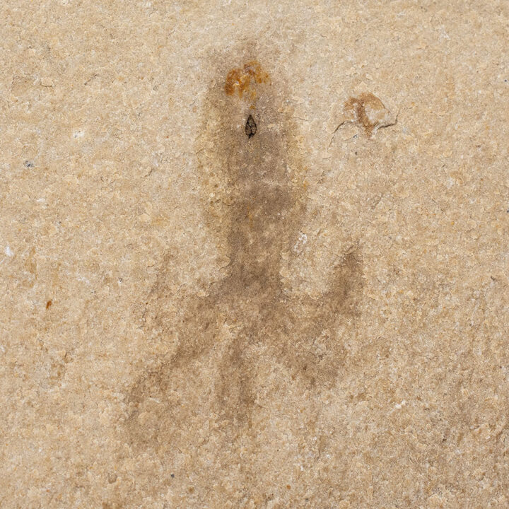 Rare Octopus - Keuppia levante