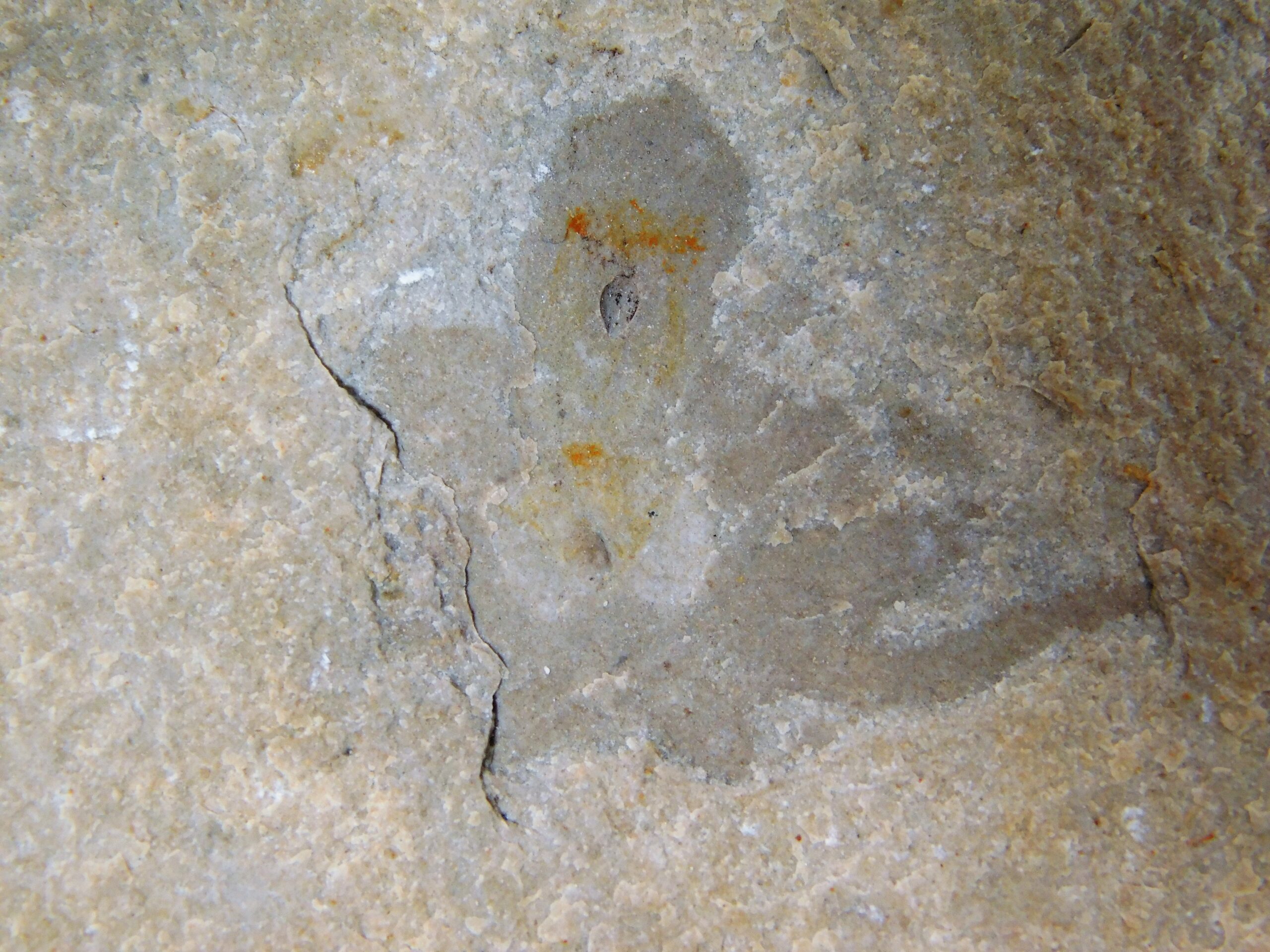 Rare Octopus - Keuppia levante