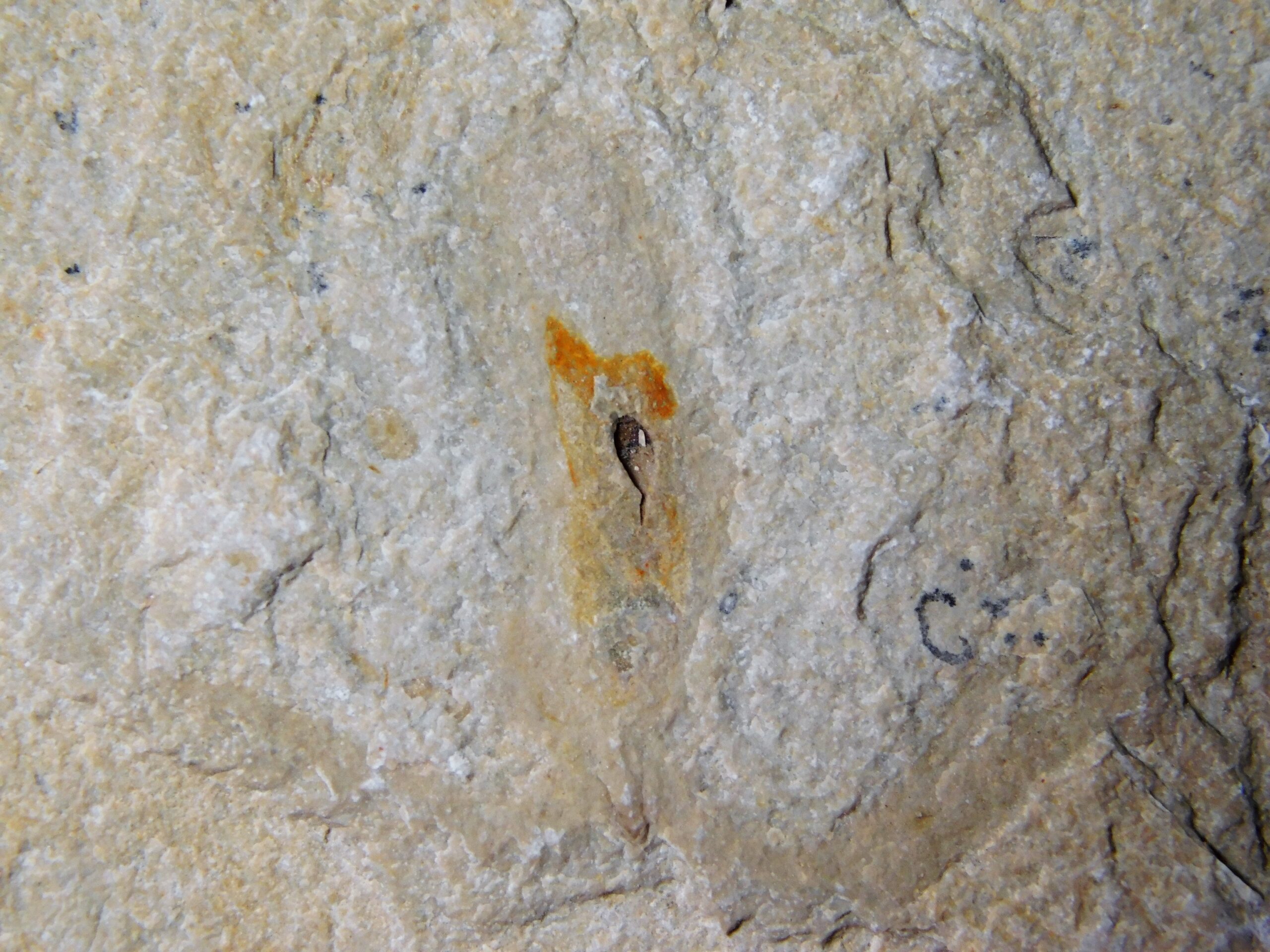 Rare Octopus - Keuppia levante