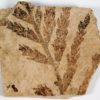 Paleocystophora subopposita - Image 5