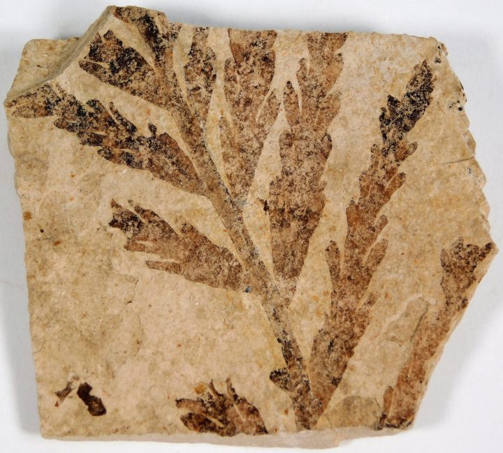 Paleocystophora subopposita