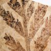 Paleocystophora subopposita - Image 2