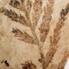 Paleocystophora subopposita - Image 3