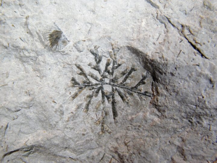 Hederella cf. filiformis