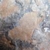 Conularia trentonensis - Image 3