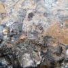 Conularia trentonensis - Image 6