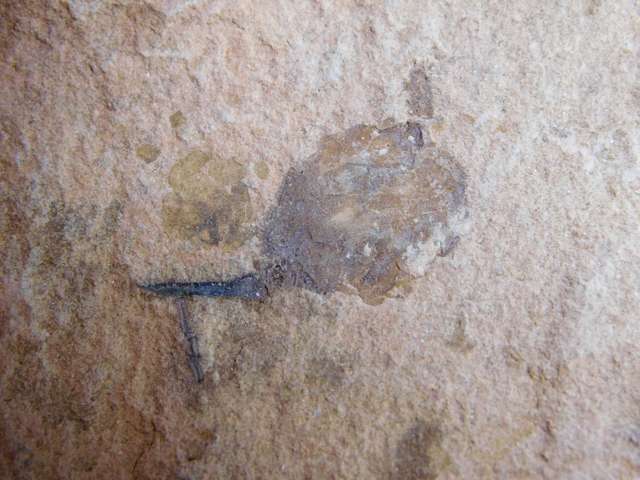 Rare! - Phyllocystis jingxiensis