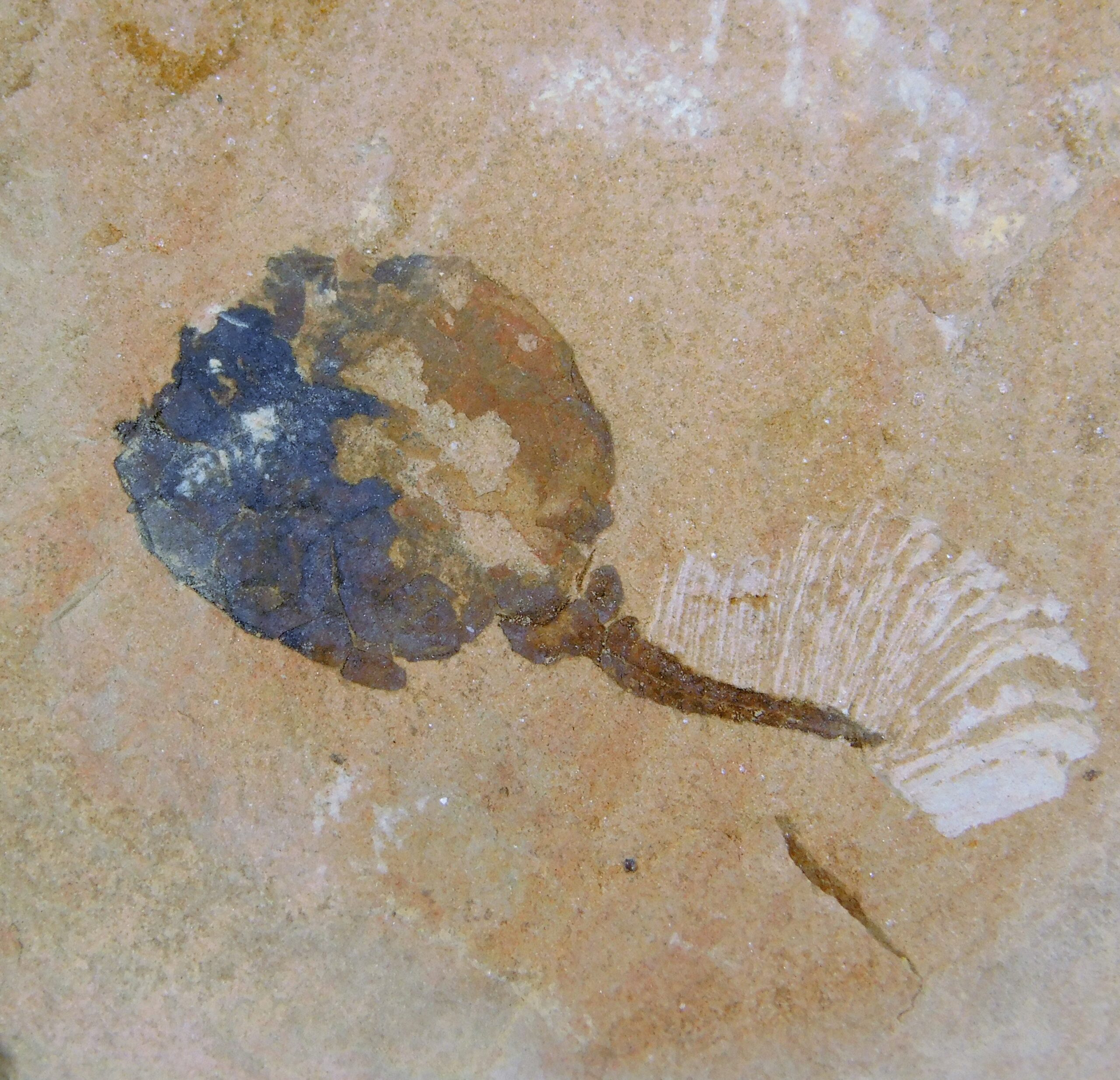 Rare! - Phyllocystis jingxiensis