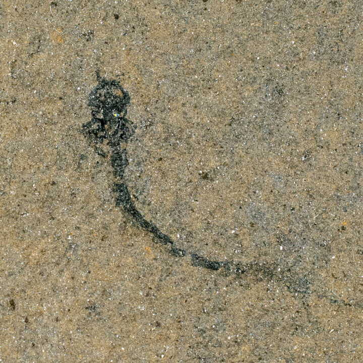 Mystery Devonian fish - Palaeospondylus gunni