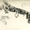 Oregon Ghost shrimp &#8211; Callianassa, The Natural Canvas