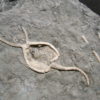 Pleurocystites squamosis - Image 3