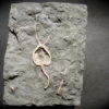 Pleurocystites squamosis - Image 2