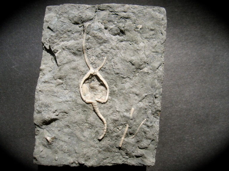 Pleurocystites squamosis