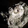 Discoscaphites conradi - Image 3