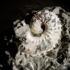 Discoscaphites conradi - Image 4
