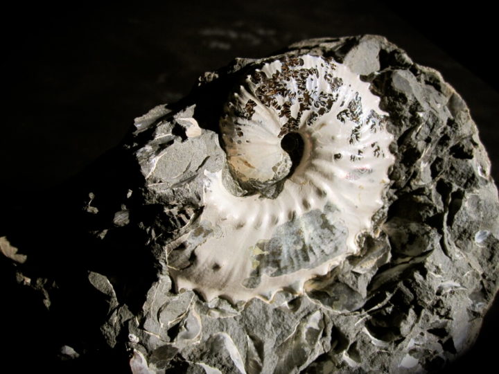 Discoscaphites conradi