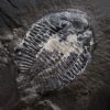 Pseudogigyties latimarginatus - Image 4