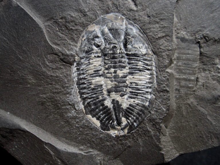 Pseudogigyties latimarginatus