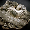 Discoscaphites conradi - Image 5
