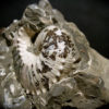 Discoscaphites conradi - Image 2
