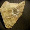 Albertella longwelli - Image 2