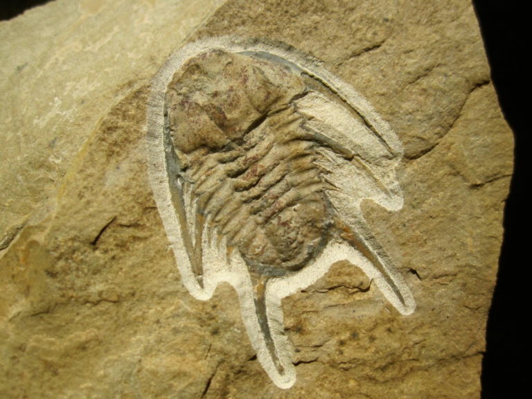 Albertella longwelli