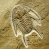 Albertella longwelli - Image 4