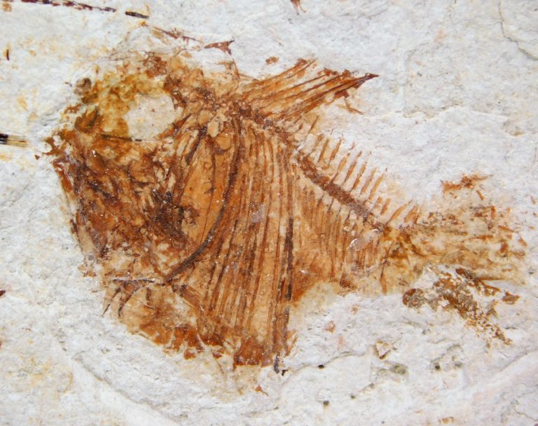 Deepwater Hatchetfish from California &#8211; Argyropelecus bullockii, The Natural Canvas