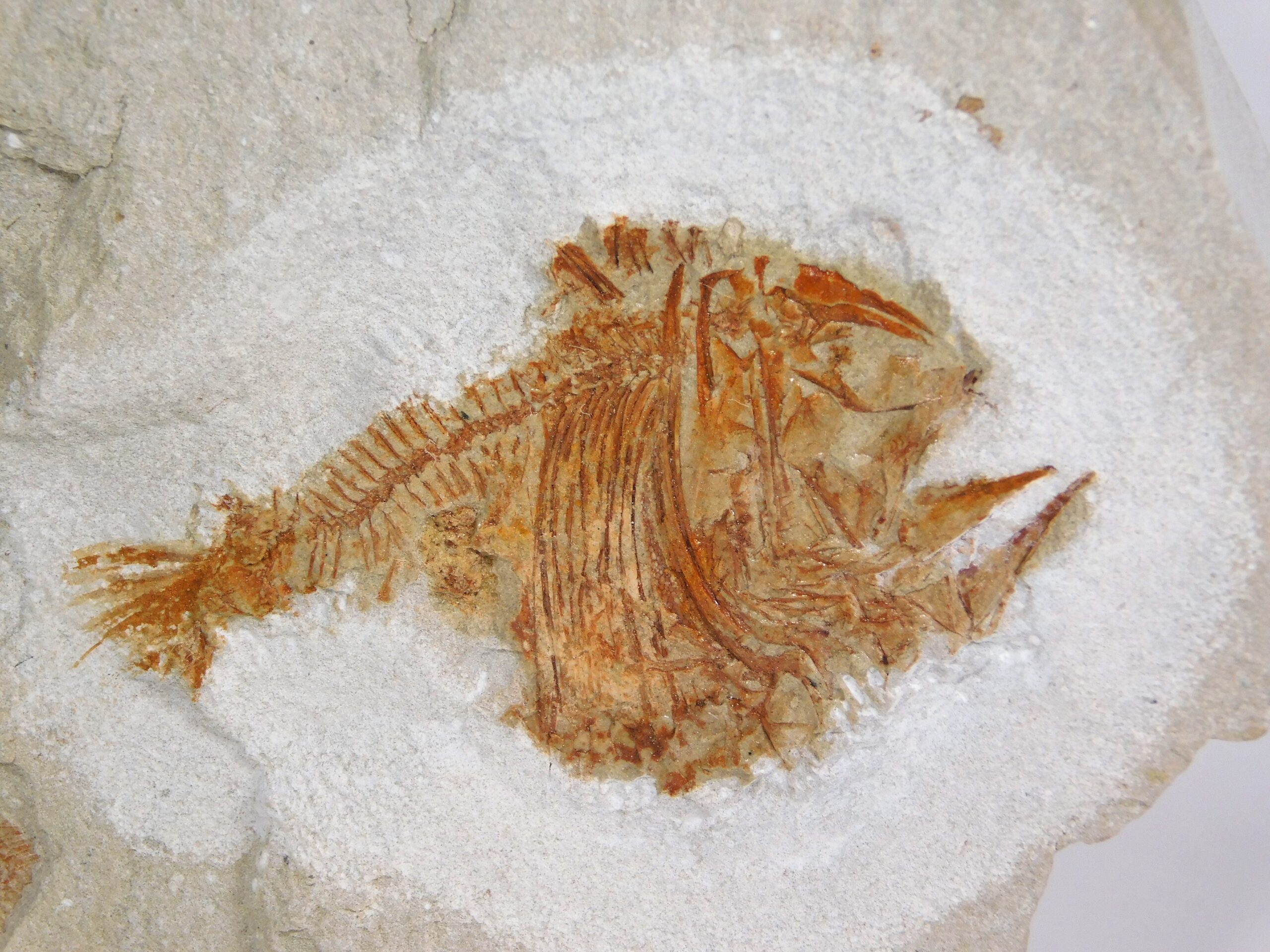 Deepwater Hatchetfish from California - Argyropelecus bullockii
