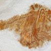 Deepwater Hatchetfish from California &#8211; Argyropelecus bullockii, The Natural Canvas
