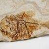 Deepwater Hatchetfish from California &#8211; Argyropelecus bullockii, The Natural Canvas