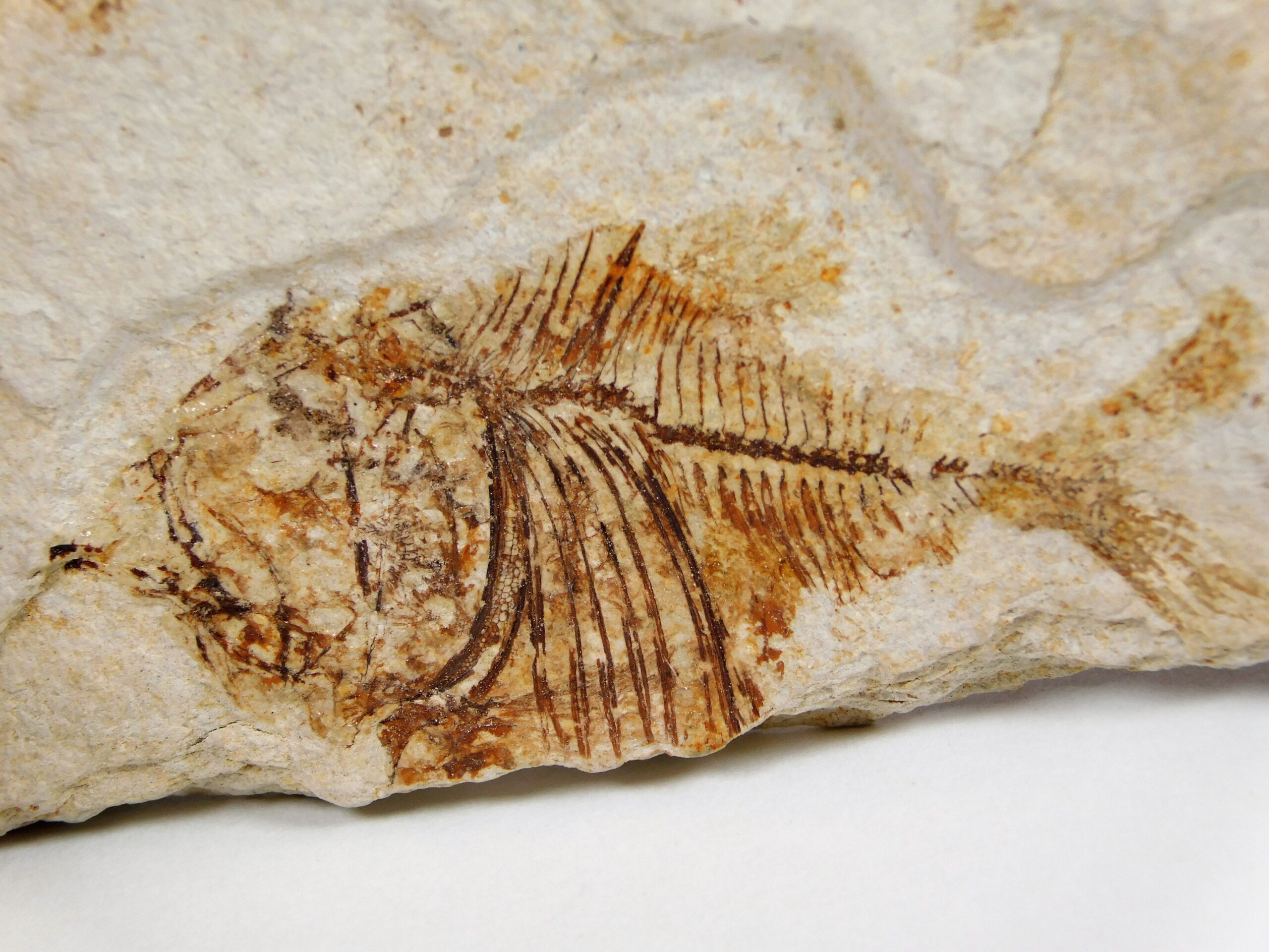 Deepwater Hatchetfish from California - Argyropelecus bullockii