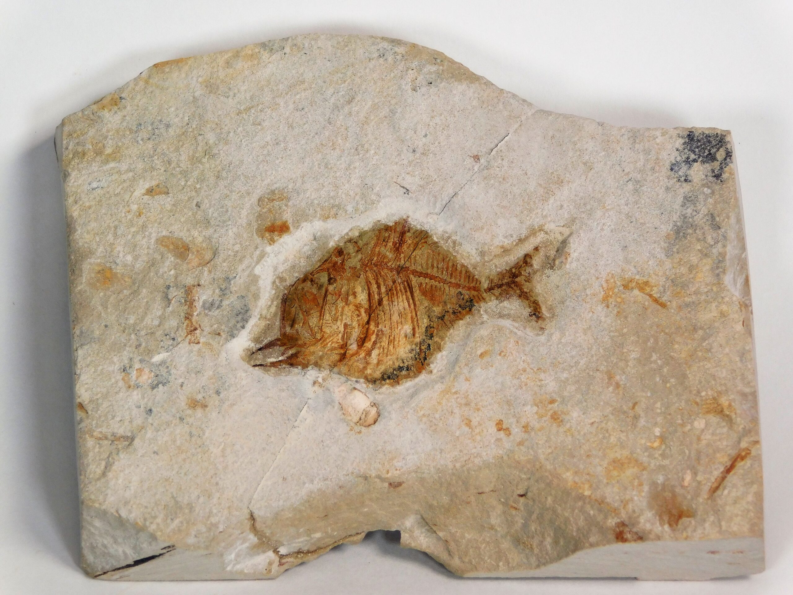 Deepwater Hatchetfish from California - Argyropelecus bullockii - Image 4