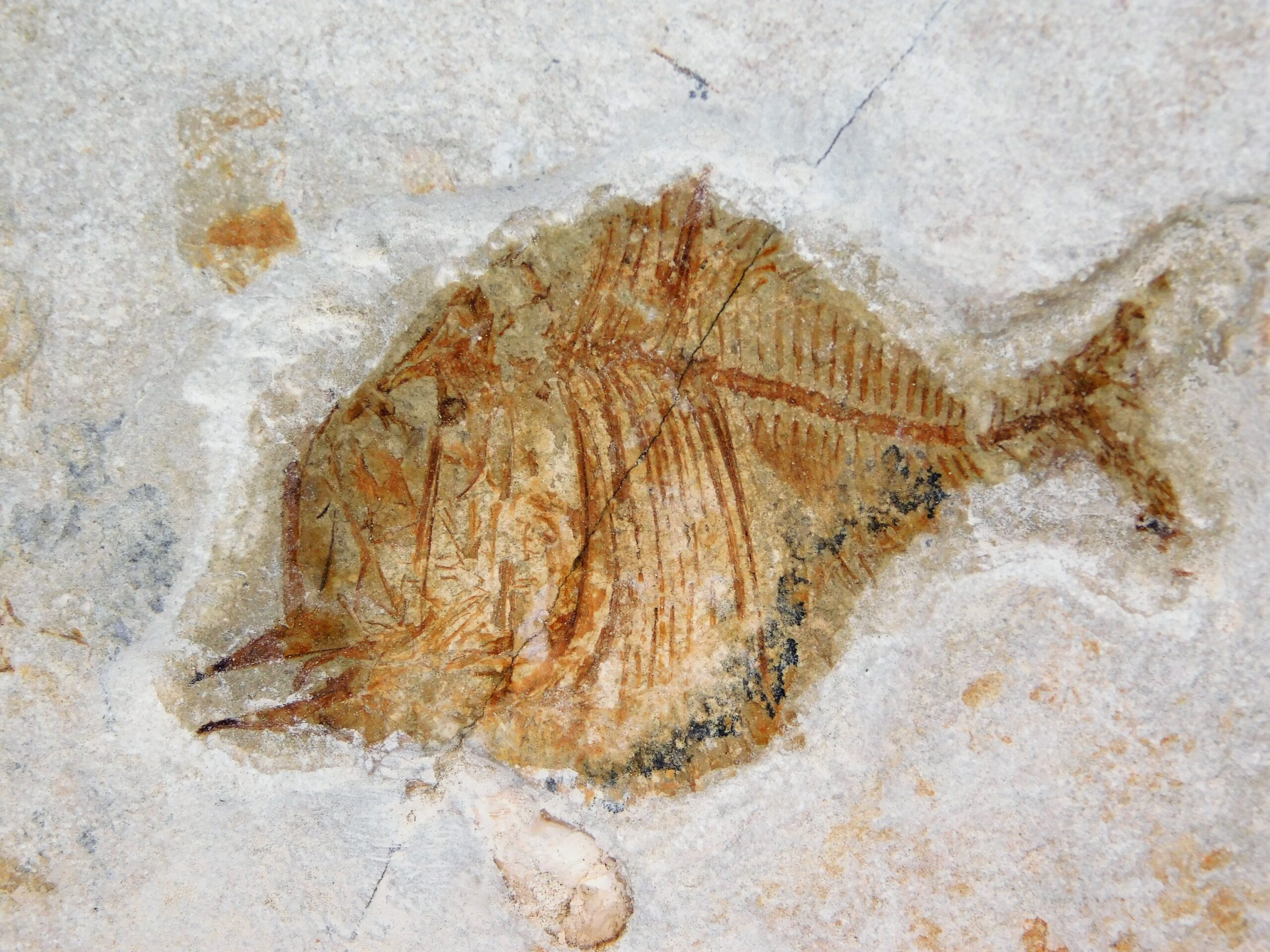 Deepwater Hatchetfish from California - Argyropelecus bullockii