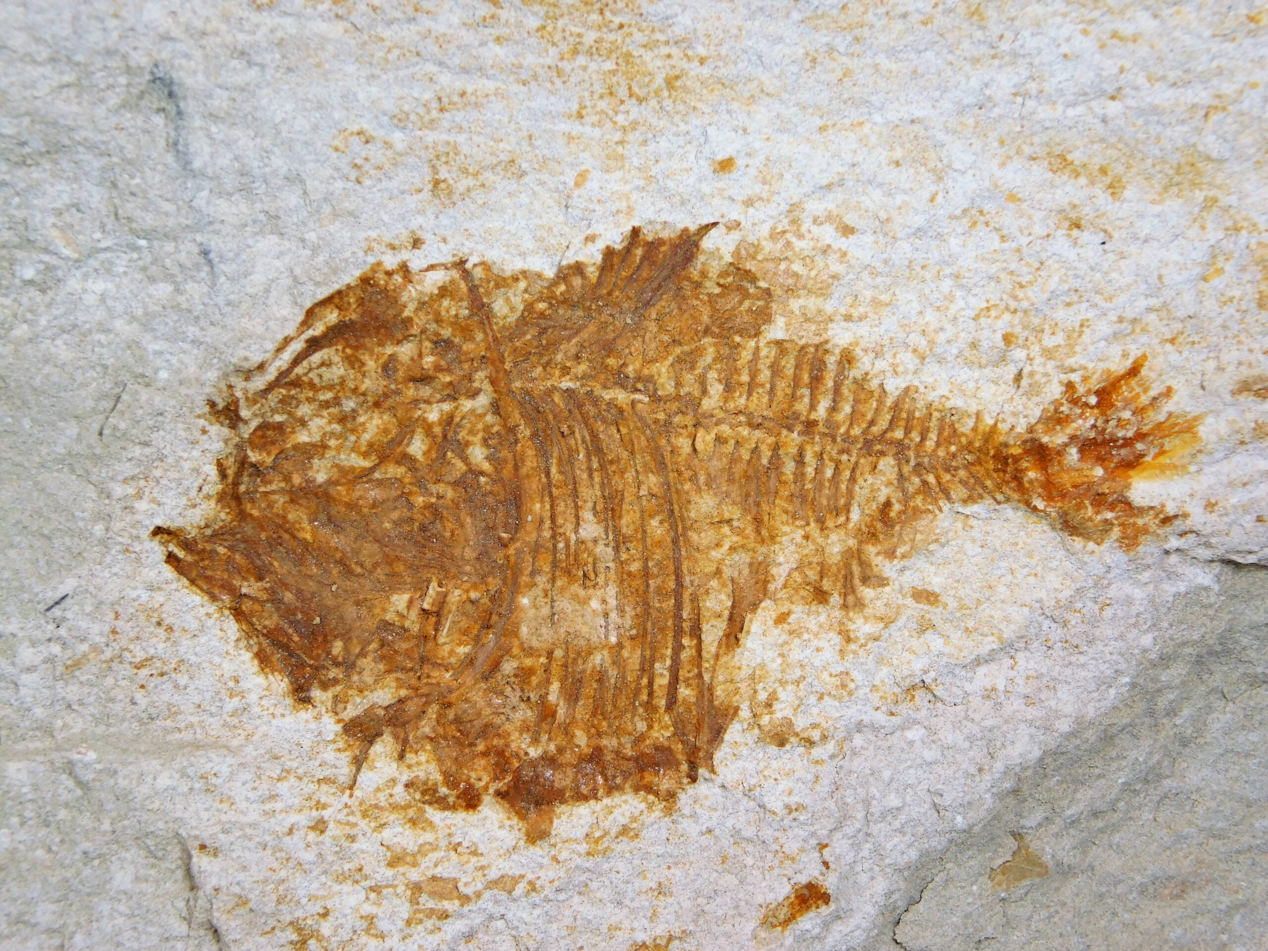 Deepwater Hatchetfish from California - Argyropelecus bullockii