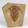 Eoredlichia intermedia - Image 7