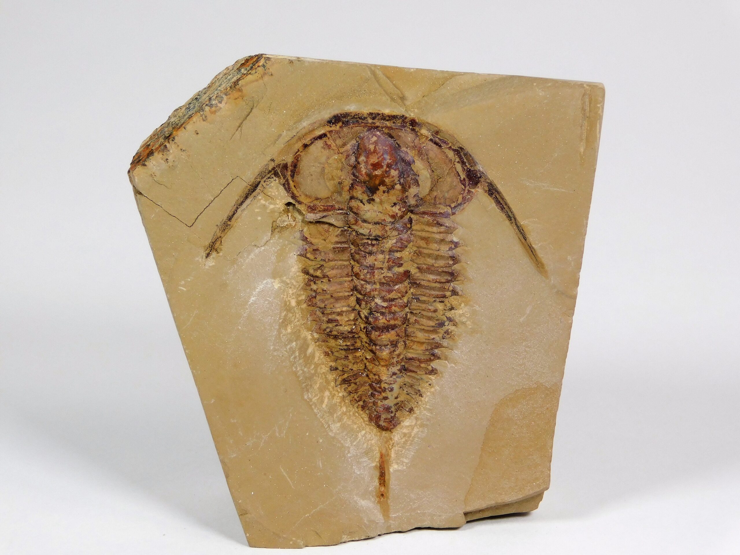 Eoredlichia intermedia - Image 6